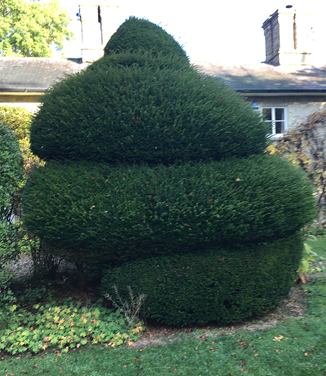 Hedge Cutting Bury St Edmunds
